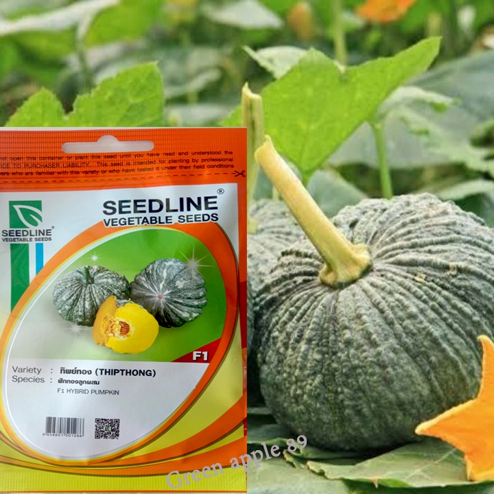 เมล็ดฟักทอง เมล็ดดฟักทองไข่ เมล็ดฟักทองดิบ เมล็ดฟักทอง426 เมล็ดฟักทองยาว ฟักทองไข่ ฟักทองยาว ฟักทองอ