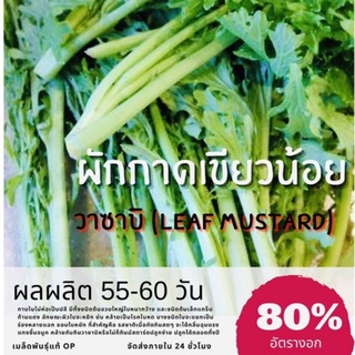 เมล็ดพันธ์ุ ผักกาดเขียวน้อย ผักวาซาบิไทย (ซื้อ 10 แถม 1 คละอย่างได้)