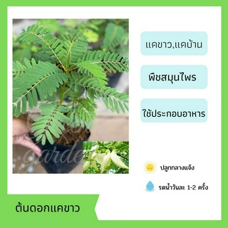 ต้นดอกแคขาว ต้นแค ต้นแคบ้าน ผักสวนครัว 3 ถุง 100บาท คละกันได้