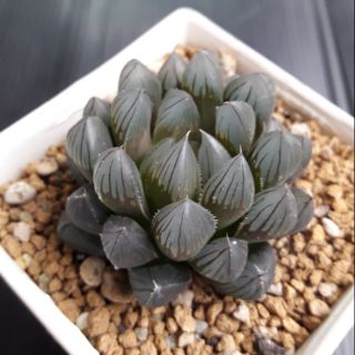 Cake Cactus Farm ไม้อวบน้ำ กระบองเพชร Haworthia Black Obtusa