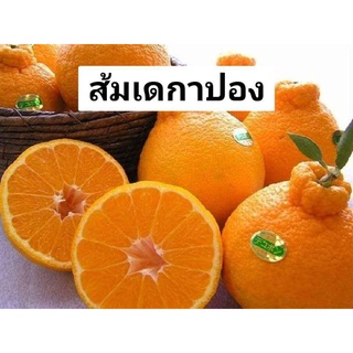 ต้นส้ม พันธุ์ เดโกปอง ต้นส้มเดโกปอง (Dekopon)  สูง 70-80 cm