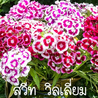 สวีทวิลเลี่ยม🌺คละสี🎯ถูกที่สุด บ.🎯เมล็ดพันธุ์ดอกสวีทวิลเลี่ยม เมล็ด🎈ดอกสวย🎈งอกง่าย🌱50 เมล็ด (ไม่ใช่พืชที่มีชีวิต)