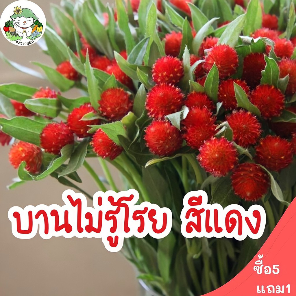 เมล็ดพันธุ์ ดอกบานไม่รู้โรย สีแดง Red Amaranth Flower Seed 40เมล็ด เมล็ดพันธุ์แท้ นำเข้าจากต่างประเทศ ปลูกง่าย
