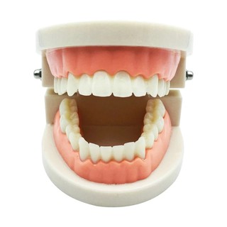 Teeth model for use in teaching.