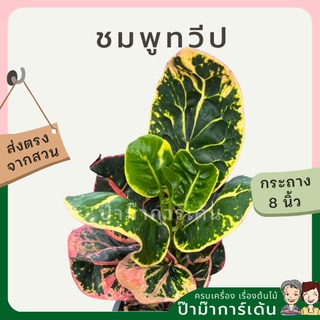 โกสน ชมพูทวีปส่งพร้อมกระถาง 8 นิ้ว