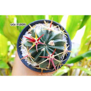 เฟอโรแคคตัส ลาทิสพีนัส (Ferocactus latispinus) แคคตัส กระบองเพชร