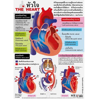 โปสเตอร์เรื่องหัวใจ #EP-126  โปสเตอร์พลาสติก โปสเตอร์สื่อการเรียนรู้