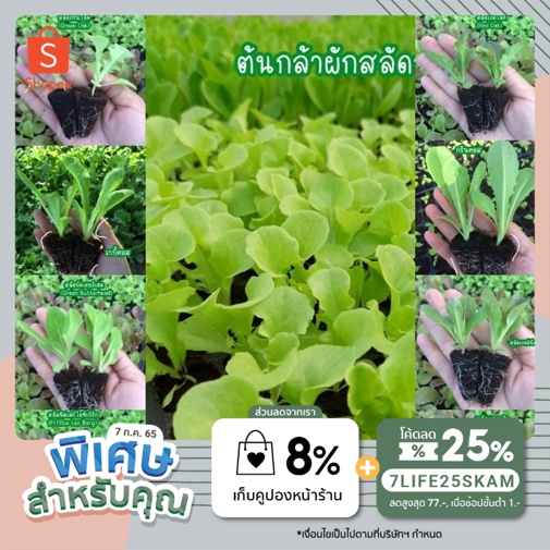 ต้นกล้าผักสลัดคละสายพันธุ์ [ Salad seedlings]*พร้อมส่งไม่พรีออเดอร์!!