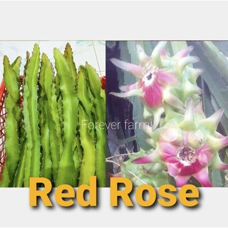 แก้วมังกร กิ่งพันธุ์แก้วมังกร Red Rose พันธุ์หายาก