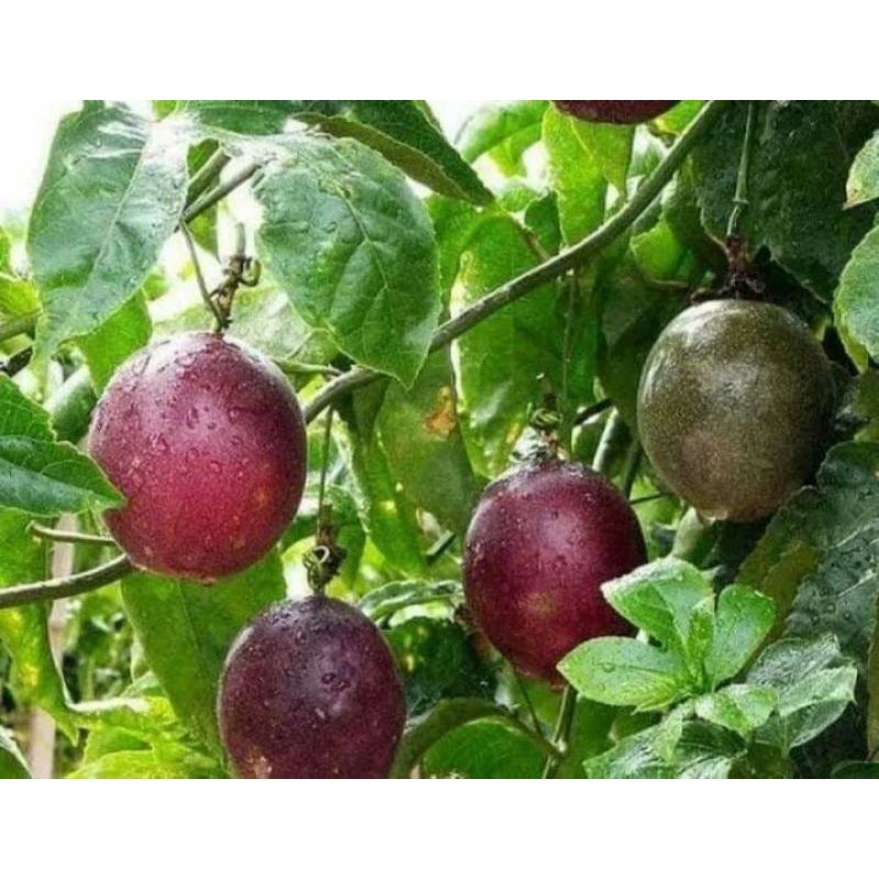 ต้นสวรสพันธุ์สีม่วง ปลูกง่ายโตเร็วต้นล่ะ35บาท