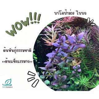 **บาโคป้าม่วง ขายเป็นใบบก กิ่งละ50**