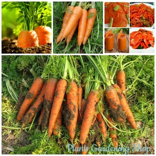 เมล็ดพันธุ์ แครอทLittle Fingers Carrot Seeds Vegetable Seedsบรรจุ 1000เมล็ด เมล็ดพันธุ์ผัก ผักออแกนิค พันธุ์ผัก เมล็ดผัก