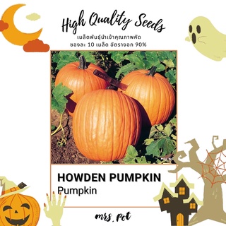 เมล็ดฟักทองนำเข้า สายพันธุ์ Howden Pumpkin