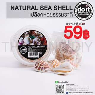 🐚✨NATURAL SEA SHELL -  เปลือกหอยธรรมชาติ 03 ✨🐚