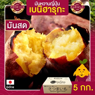 มันหวานญี่ปุ่น 5kg นำเข้าจากญี่ปุ่นแท้ 100% เบนิฮารุกะ ปลูกที่ญี่ปุ่น หวาน ฉ่ำ สดใหม่ทุกสัปดาห์ ส่งฟรี