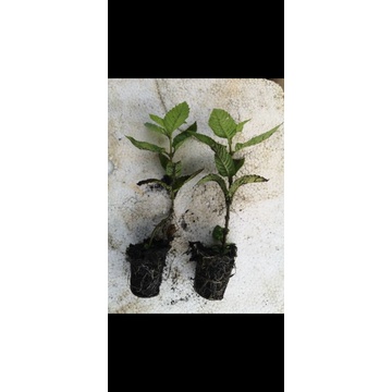 ต้นเฉาก๊วย(Grass Jelly)