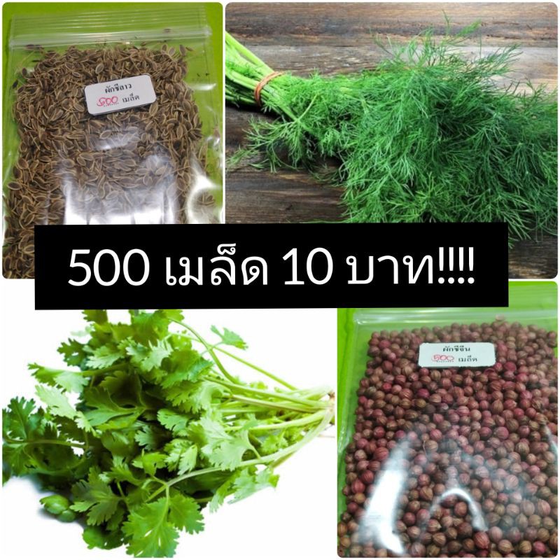 ผักชี, ผักชีจีน, ผักชีลาว, 500 เมล็ด 10 บาท🍀