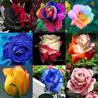 25 เมล็ด เมล็ดกุหลาบ คละสี ดอกใหญ่ กุหลาบ  Rose seeds