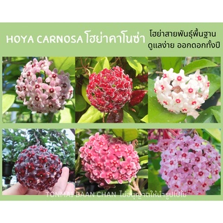 ต้นโฮย่าคาโนซ่า Hoya ไม้แขวน ไม้ประดับ ส่งต้นติดดอก ดอกสีชมพูอมม่วง สีแดง สีขาว 🌸🌸🌸