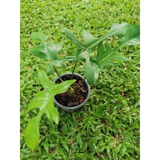 ฟิโลฯก้ามกุ้ง ก้านแดง (ก้านเรียบ ไม่มีขน)​ Philodendron Pedatum Red petiole[Rare item]🍃