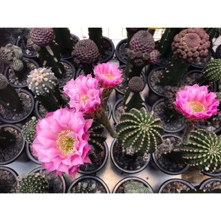 แคคตัสโลบิเวียแองเจิล ดอกชมพู#Lobivia Hybrid Pink Angle.#ถอดรากส่ง#Cactus #กระบองเพชร#พืชทนแล้ง#ไม้ประดับ#ตกแต่งบ้าน