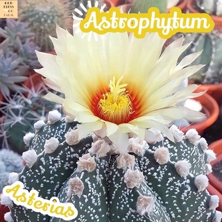 [แอสโตรแอสเทีเรียสไซส์ใหญ่] Astrophytum Asterias  ส่งพร้อมกระถาง แคคตัส Cactus Succulent Euphorbia ไม้หายาก พืชอวบน้ำ