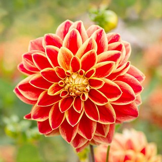 รักเร่ Dahlia สายพันธุ์ Caballero Dahlia นำเข้าจากเนเธอร์แลน หัวสดใหม่ 1 หัว/ออเดอร์