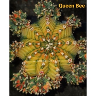 หน่อเด็ดสด แคคตัส โคลนมาใหม่ของที่สวน Queen Bee (พญาผึ้ง) ด่างสวยๆ