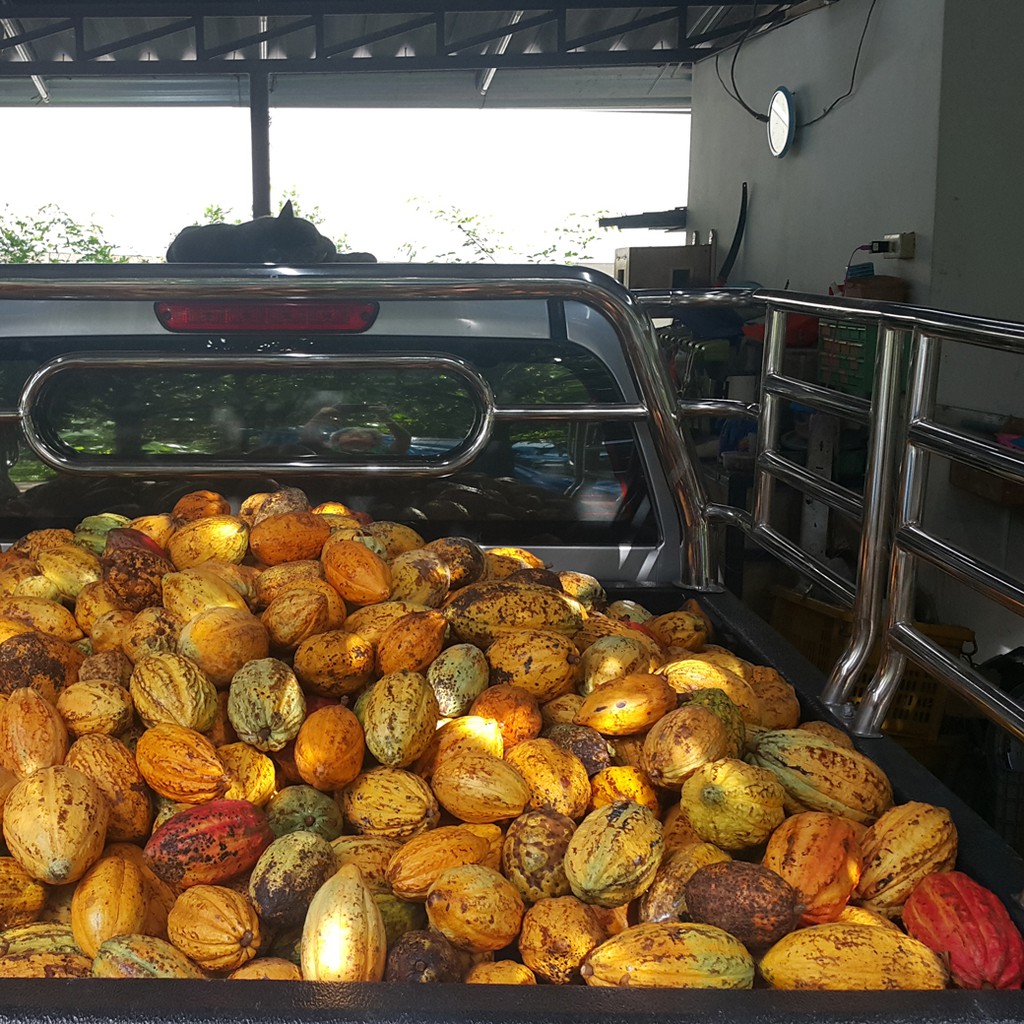 ดาร์กช็อคโกแลต 70% คราฟช็อกโกแลตจากเมล็ดโกโก้จันทบุรี ตราบีนทูบาร์ สูตรคีโต เจ DarkChocolate70% keto เบาหวาน ทานได้ - รูปที่ 4