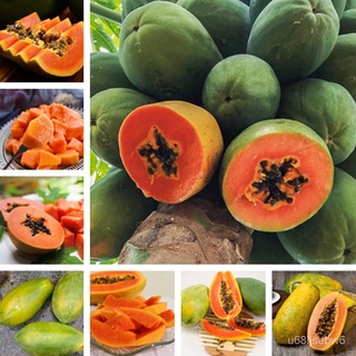 ถูก ใหม่ สายพันธุ์ปลูกง่าย ปลูกได้ทั่วไทย ของแท้ 100% เมล็ดพันธุ์ มะละกอ Red papaya seeds 10pcs ต้นไม้ ต้นไม้จริง บอน C1