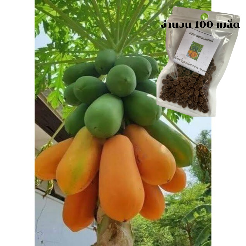 เมล็ดมะละกอฮอลแลนด์ต้นเตี้ย ซองละ 100 บาท บรรจุ 100 เมล็ด