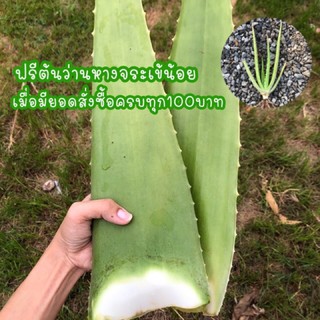 ใบว่านหางจระเข้ สด คัดใบใหญ่ กาบว่านหางจระเข้ 1กิโล