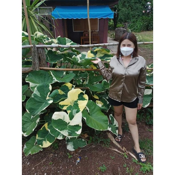 ขายดีมาก ต้นถุงเงินถุงทองใบด่าง ต้นไม้มงคล ราคาตามขนาดจ้า มีหลายไซต์