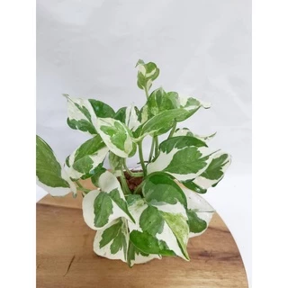 พลูงาช้า🌱เหมาะสำหรับเลี้ยงในห้องน้ำ ไม้ฟอกอากาศ พลูด่างอินเดีย ต้นไม้ฟอกอากาศ ต้นไม้ในห้องนอน ต้นไม้บนโต๊ะทํางาน
