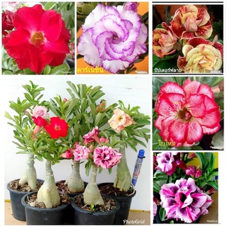 12 เมล็ด เมล็ดพันธุ์ ชวนชม สายพันธุ์ฮอลแลนด์ คละสี Adenium Seeds