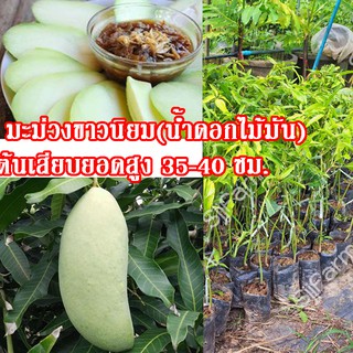 1 ต้น พันธุ์มะม่วง น้ำดอกไม้มัน(ขาวนิยม) ต้นเสียบยอดสูงประมาณ 35-40 ซม.จัดส่งพร้อมถุงเพาะชำ