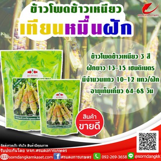 เมล็ดข้าวโพดข้าวเหนียวเทียนหมื่นฝัก เมล็ดพันธุ์