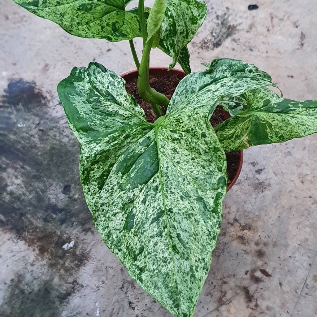 มุมมอง 4