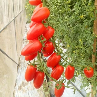 เมล็ดพันธุ์ มะเขือเทศ เชอรี่ สีแดง ทานสด 25 เมล็ด [10 เเถม 1 คละได้]