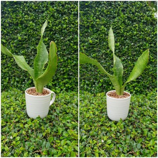 ล้นมังกรไหมไทย, ลิ้นมังกรอูบรีเทียนา🌱ต้นไม้ฟอกอากาศ พร้อมกระถางเซรามิก💚