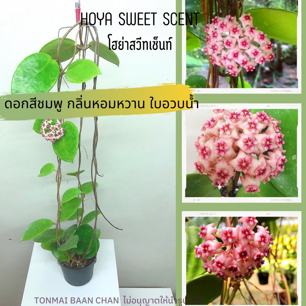 โฮย่าสวีทเซ้นท์  Hoya Sweet Scent ต้นไม้แขวนประดับ ดอกกลิ่นหอม ยาว60ซม. แถมลวดแขวน ส่งต้นไม่ติดดอก