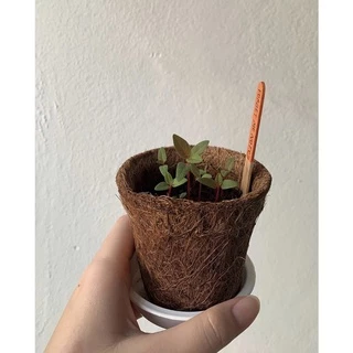 Starter Kit - ชุดปลูกเริ่มต้น มือใหม่ก็ปลูกได้🌱(เหมาะปลูกเอง)
