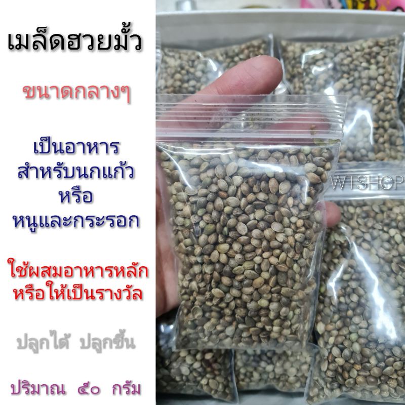 ฮวยมั้ว เมล็ดฮวยมั้ว ธัญพืชไขมันสูงแสนอร่อย ใช้เป็นรางวัลในการฝึกนก กระรอก แฮมสเตอร์ ใช้ปลูกได้ (50กรัม)