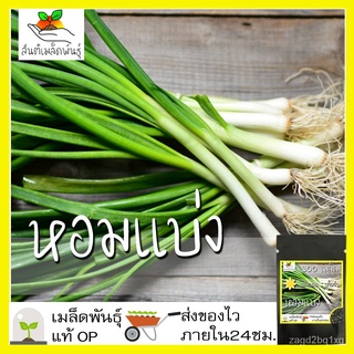 เมล็ดพันธุ์ หอมแบ่ง 300 เมล็ด Welsh Onion seeds เมล็ดพันธุ์แท้ นำเข้าจากต่างประเทศ ปลูกผัก สวนครัว ปลูกง่าย โตไว玫瑰/文胸/儿童