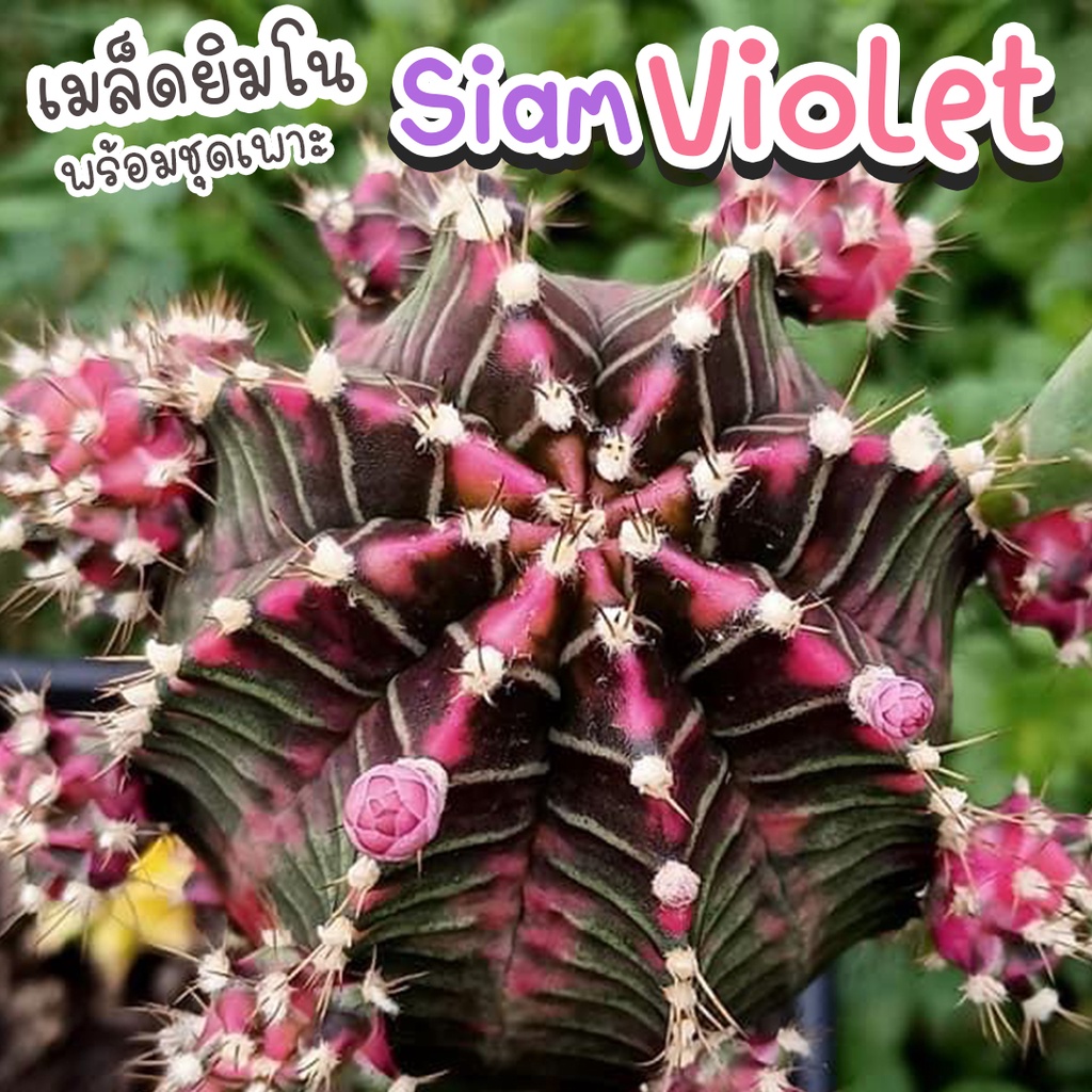 ชุดเพาะเมล็ดยิมโน Siam Violet X Neon กระบองเพชร/แคคตัส