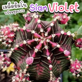 ชุดเพาะเมล็ด 🌺 Siam Violet สยามไวโอเลต 🌸 (Siam Violet ผสม LB2178) 🌵กระบองเพชร/แคคตัส 🌵