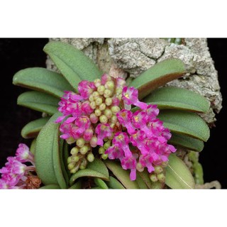 กล้วยไม้จิ๋ว เอื้องจิ๋ว  Schoenorchis fragrans ดอกชมพู 1 ต้น