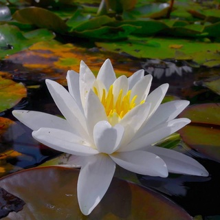 2 เมล็ด เมล็ดบัว สีขาว ดอกใหญ่ นำเข้า บัวนอก สายพันธุ์เมล็ดบัว Lotus seeds