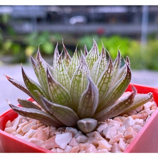 Haworthia tarkasian.  A036 (ทาคาเซี่ย)