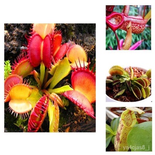 （อัตราการปลูกสูง）Carnivorous Plant Seeds Collection กับดักแมลงวันวีนัสแมลงกินเนื้อกินเมล็ดหม้อข้าวหม้อแกงลิง